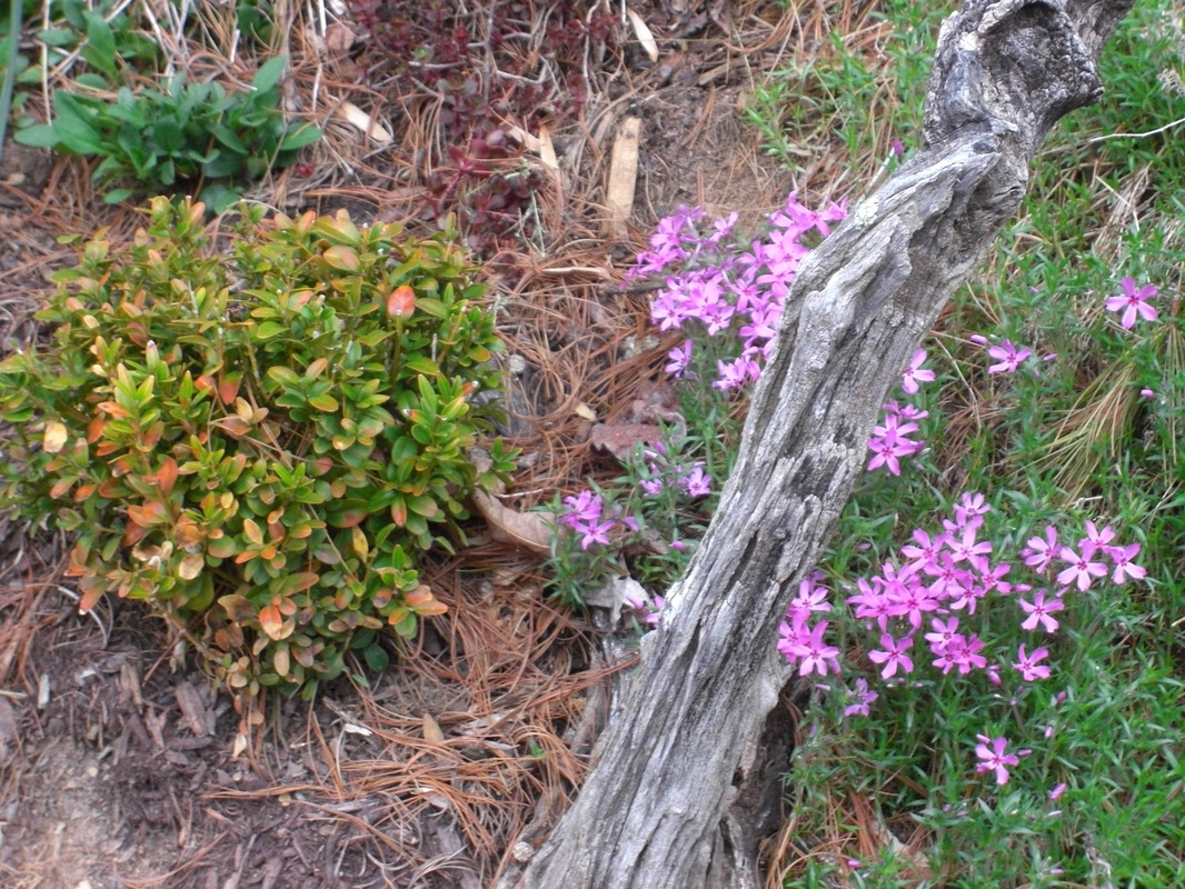 2010 Plants Take Off Gone Country